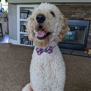 Meet your Posher, Mandi